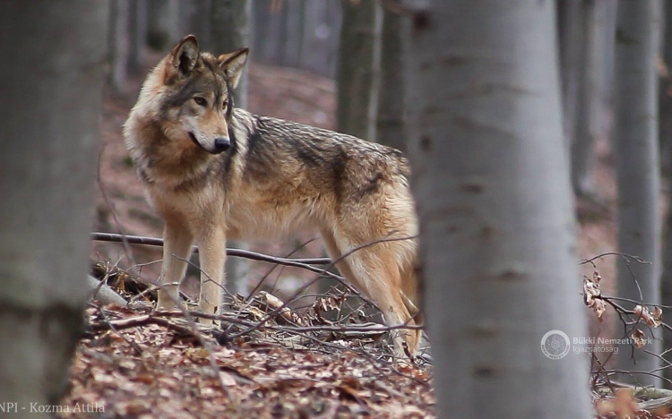 Az EP hozzájárult a farkasok védelmi státusának enyhítéséhez