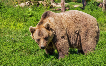 Most Szolnokon láttak egy barna medvét